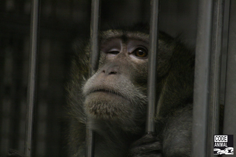 Élevages de primates de Niederhausbergen. Les responsables nient et se contredisent. 