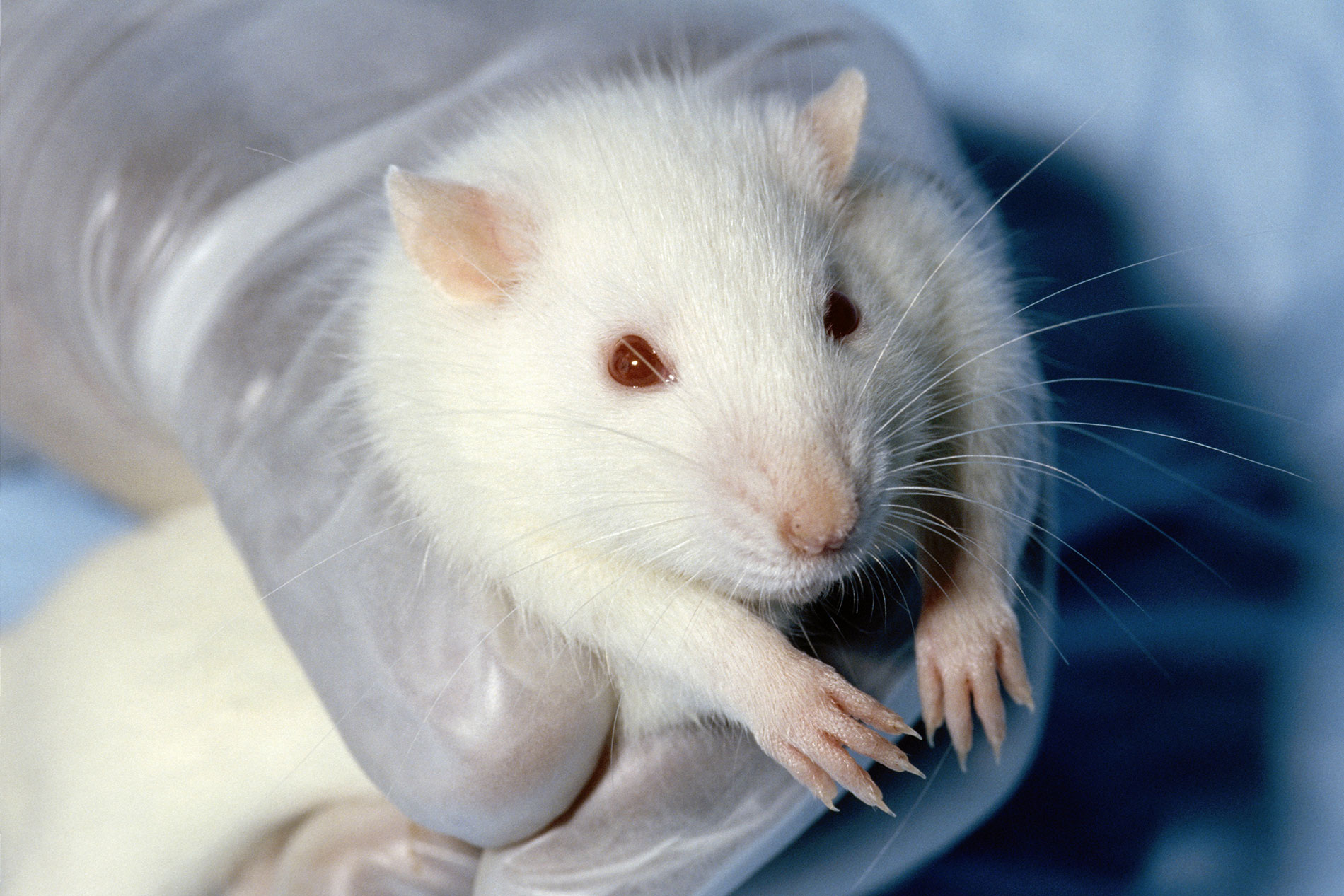 Expérimentation animale : derniers chiffres et premières réflexions 