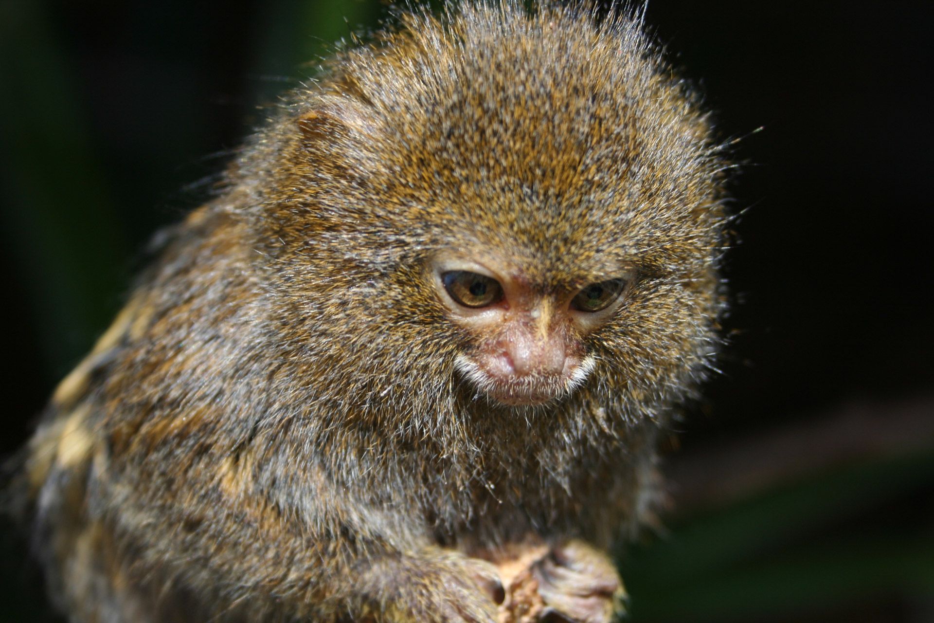 Recherches sur primates : l’inquiétante frénésie des pays asiatiques 