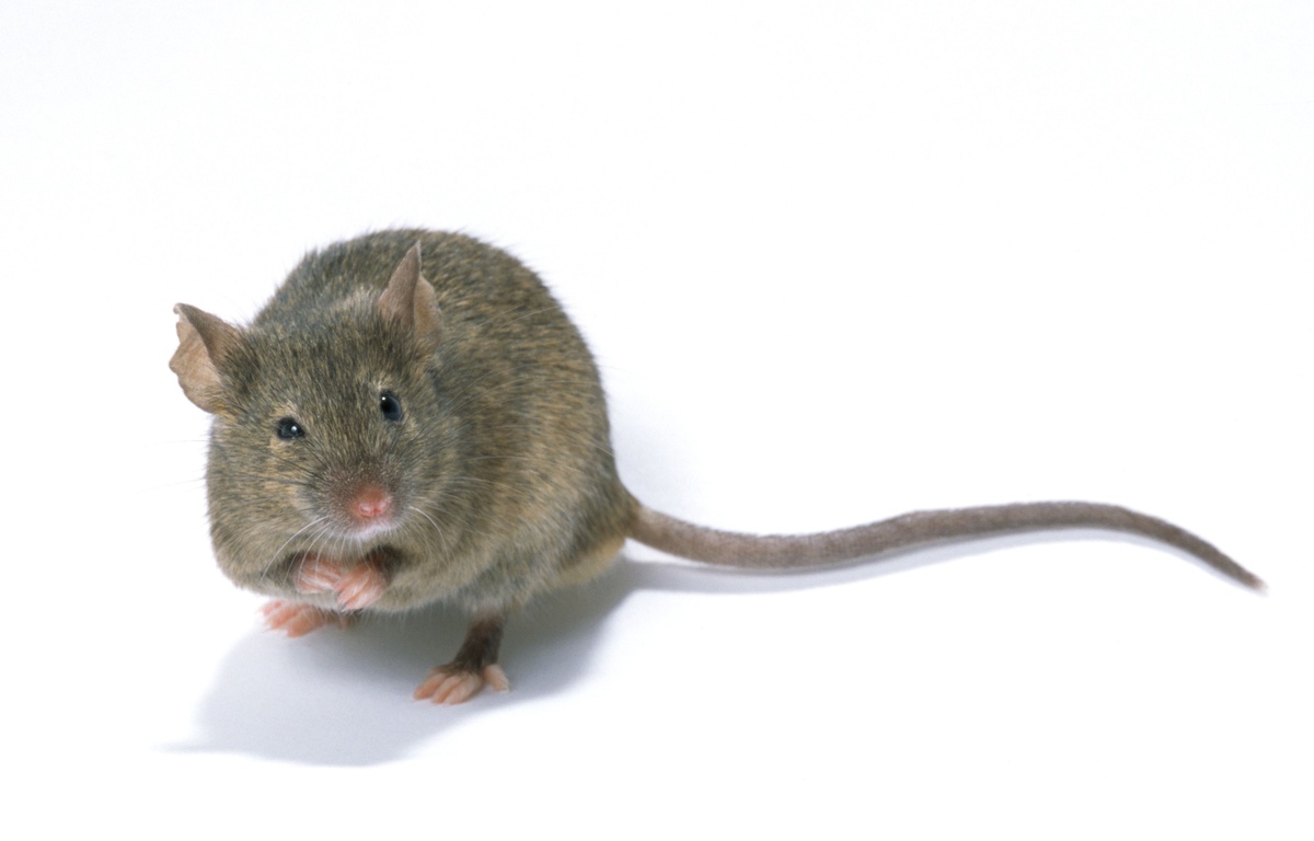 Des images montrent la réalité de la recherche sur souris en France. 