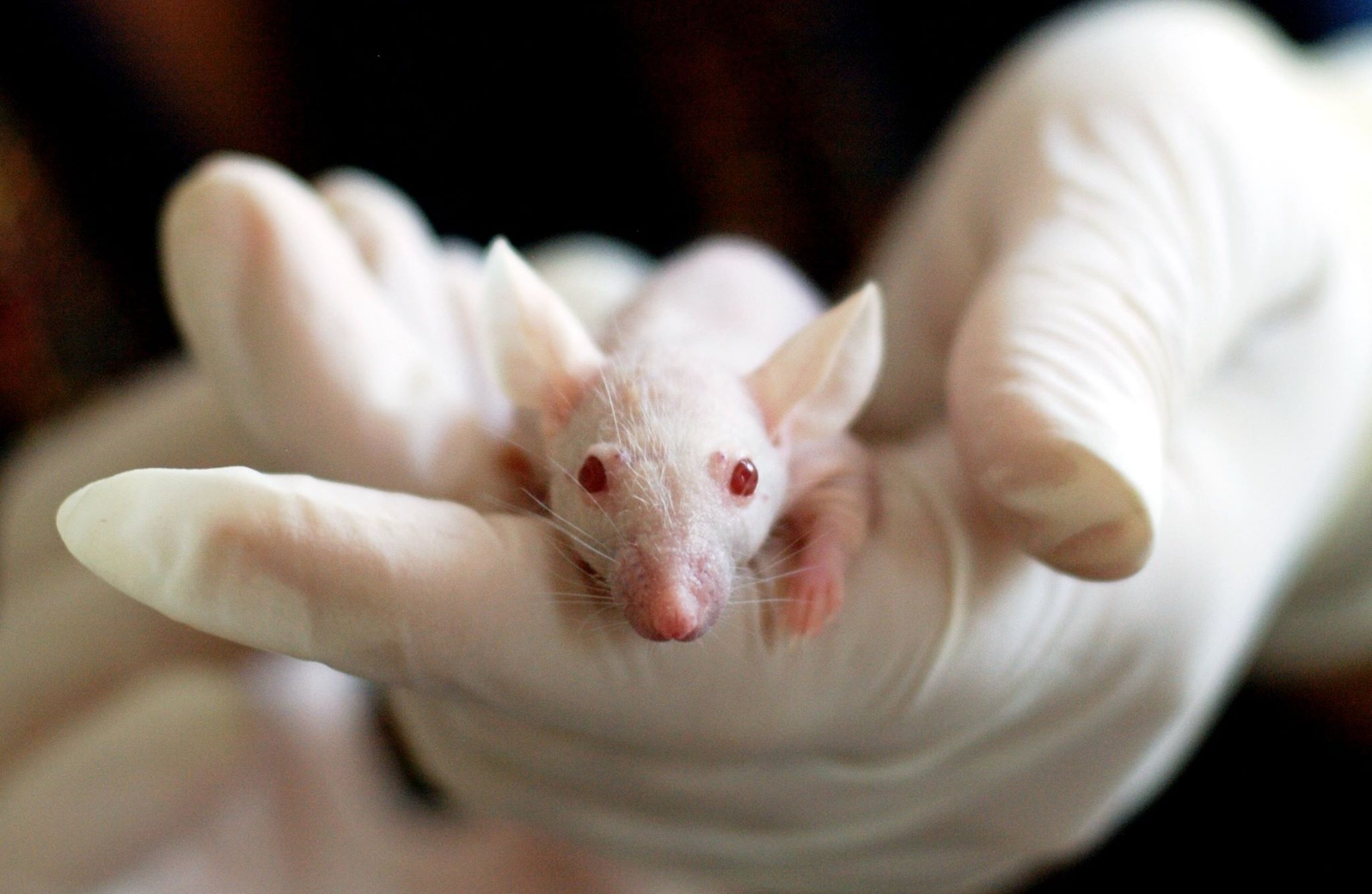 France : expérimentation animale en hausse pour la seconde année consécutive 