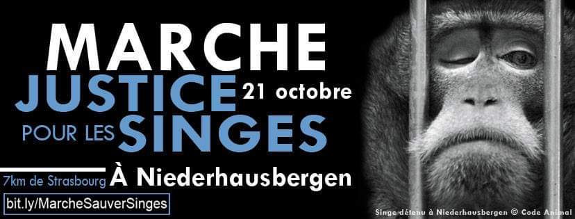 Rendez-vous dimanche 21 Octobre à Niederhausbergen 