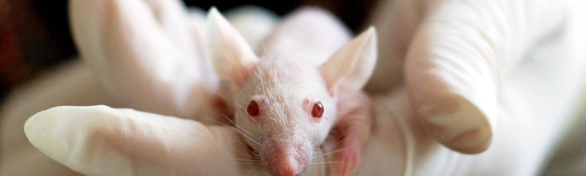 Situation and figures of animal experiments 