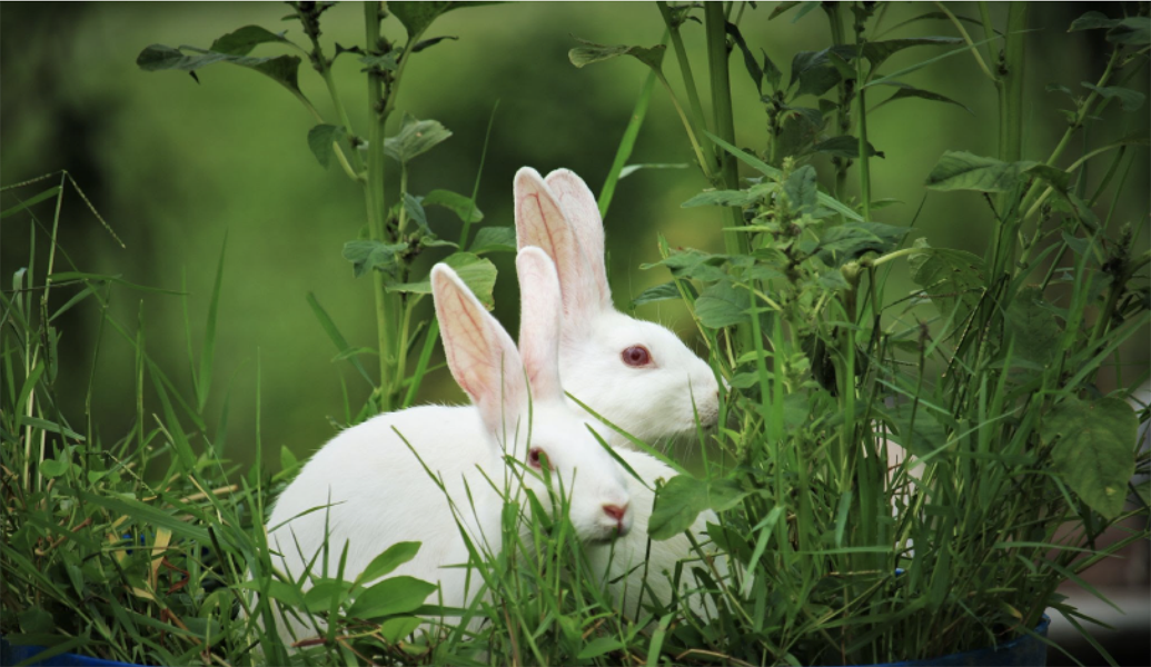 EU : Accelerating the transition to animal-free innovation 