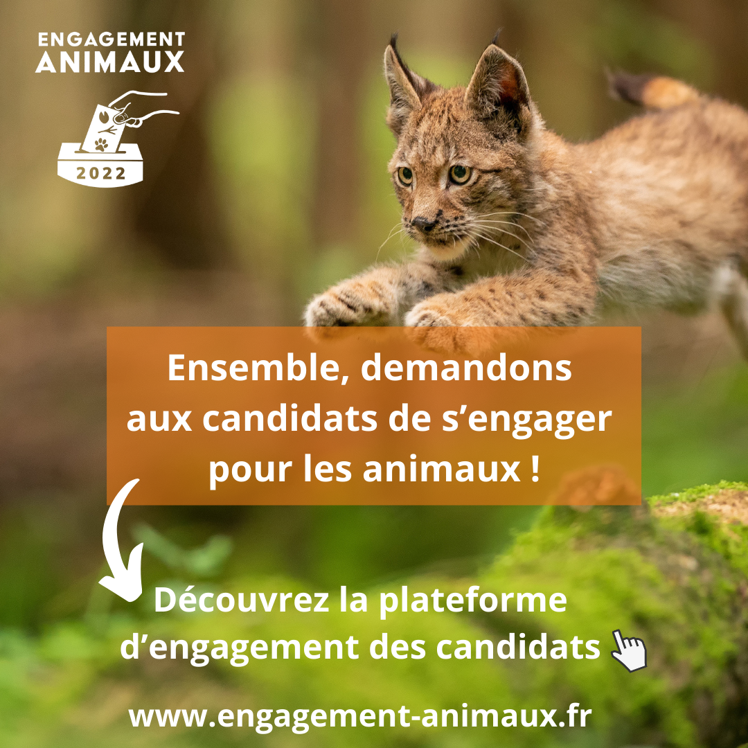 Engagement Animaux 2022 