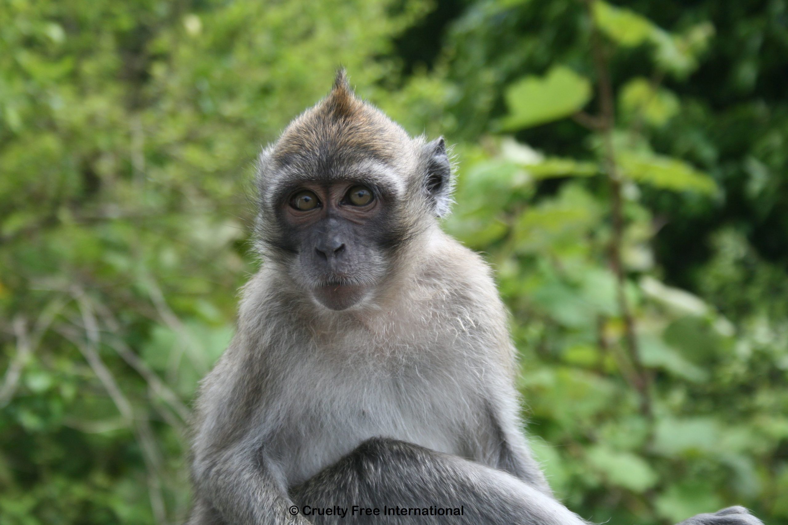 Semaine d’action pour mettre un terme au commerce mauricien de singes pour la recherche 