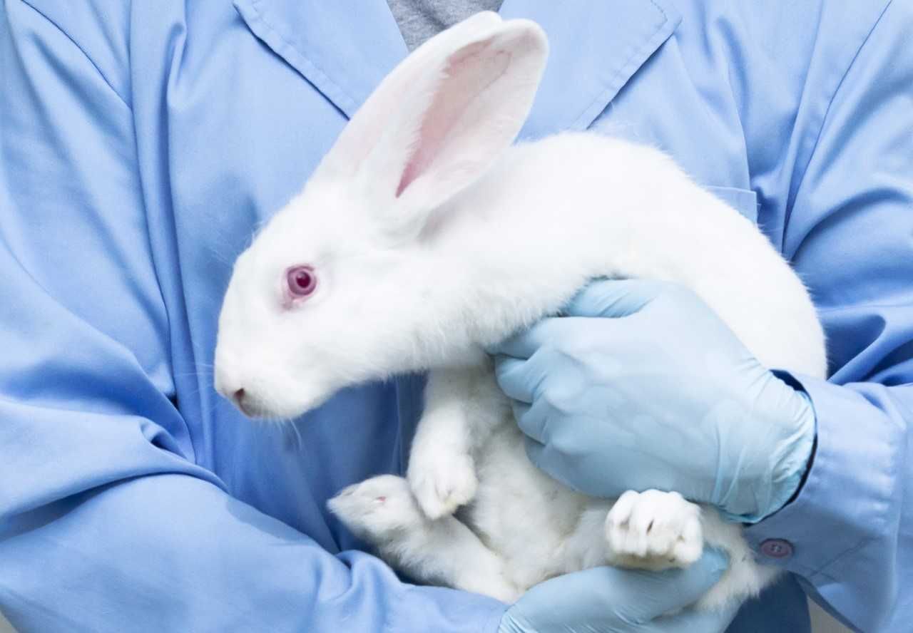 Households products and animal testing 