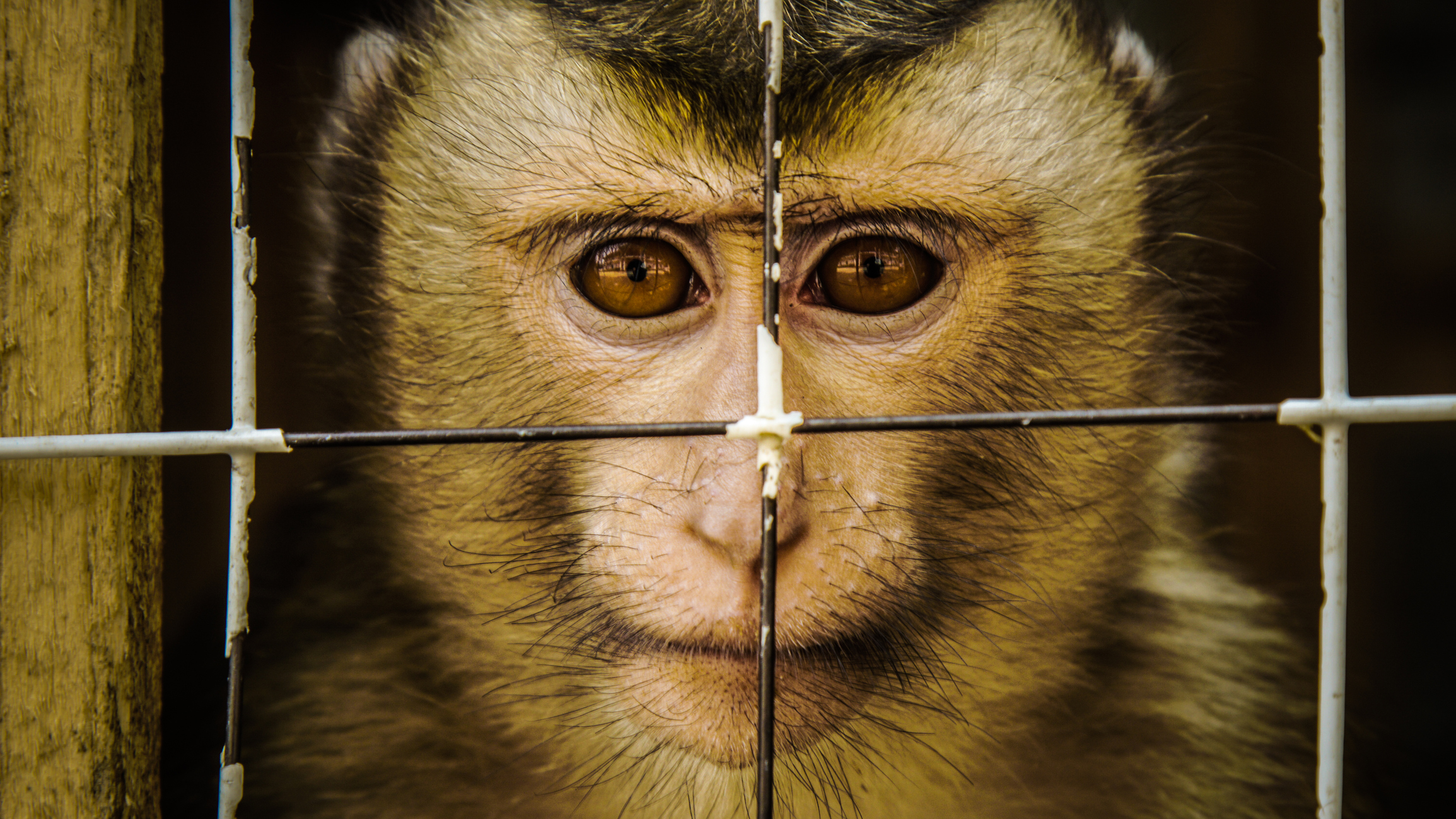 Marche Justice pour les singes du 20 Octobre à Niederhausbergen 