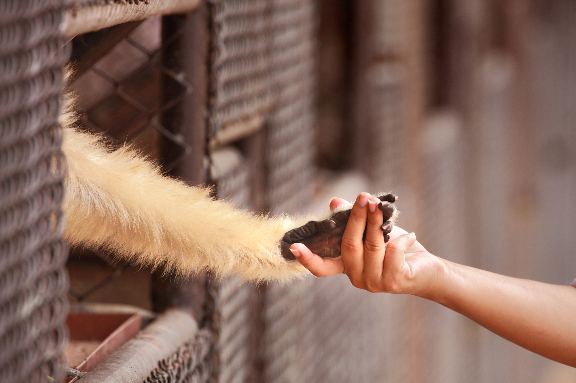 Environmental contamination and animal experimentation at the University of Strasbourg 