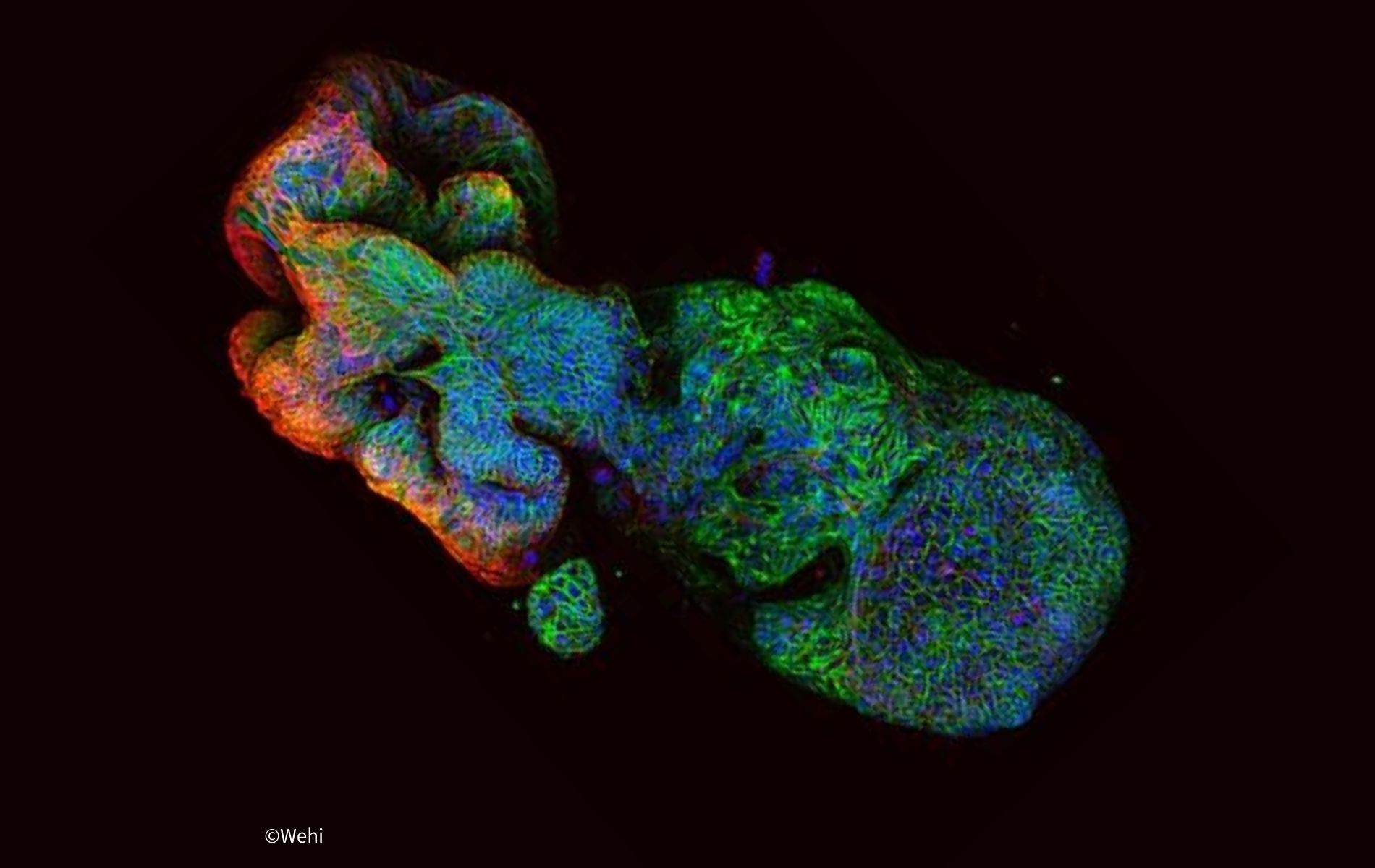 CHANGE : accélérer l’utilisation effective des NAMs en toxicologie réglementaire, Model Master Files, Recherche bibliographique des méthodes non animales, Organoïdes pour la médecine fonctionnelle de précision et autres 