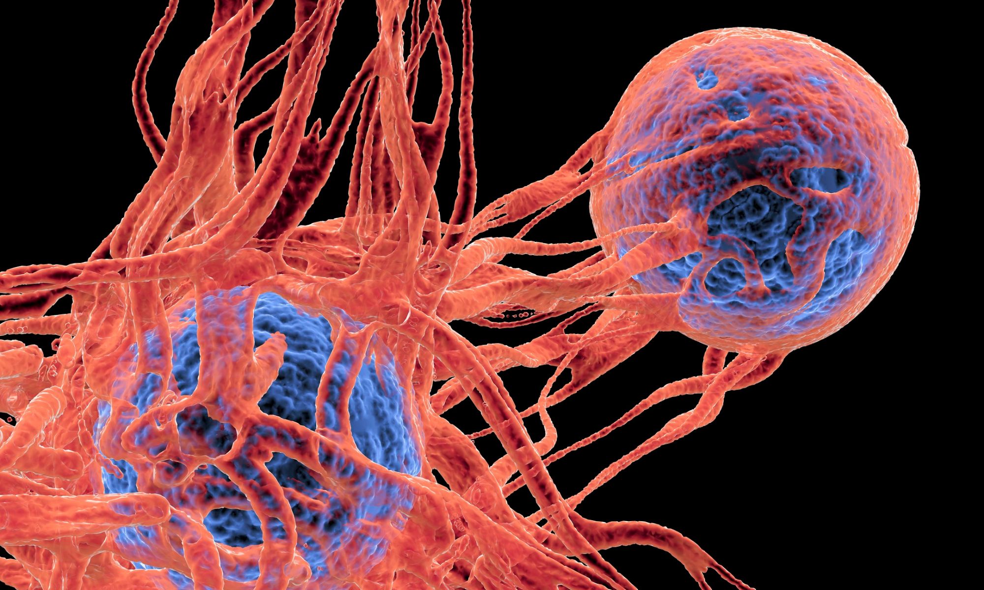 Placer la biologie humaine au centre, Évolutions avec l’IA agentique, Première station OoC autonome, Organoïdes comme modèles d’interaction immunité-organe 